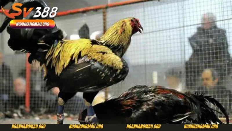 Các bước tham gia đá gà cựa dao Sv388 cho người mới nhập môn