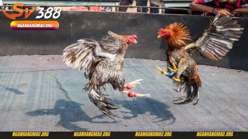 Đôi nét về đá gà cựa sắt mới nhất