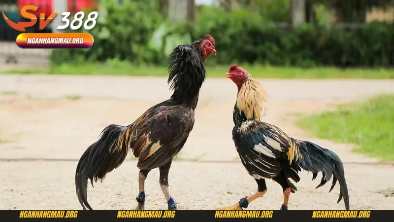 Giải đấu đá gà cựa sắt mới nhất tại các khu vực